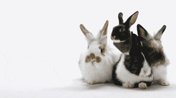 Bunny Im Out GIF by TELUS