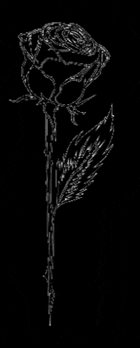 LORENZA CEIBA GIF