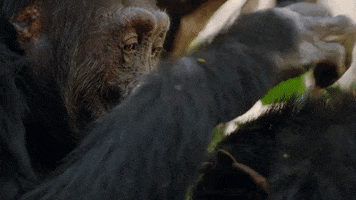 chimp grooming GIF by BBC Earth