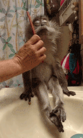 brush GIF