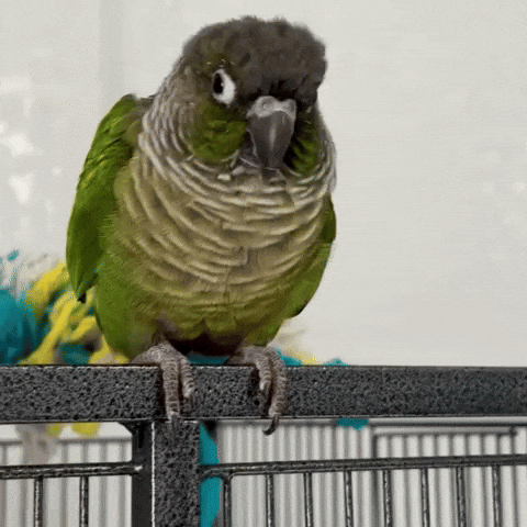 Head Tilt What GIF