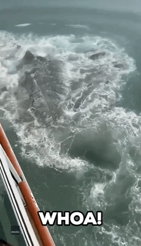 Cruise Ship Iceberg GIF by Storyful
