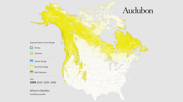 Wilson'S Warbler GIF by audubon