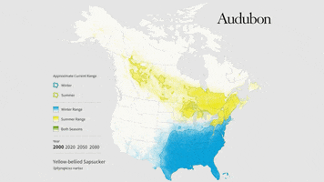 yellow-bellied sapsucker GIF by audubon