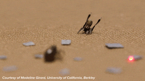 Dance Spider Gif By Science Friday Find Share On Giphy