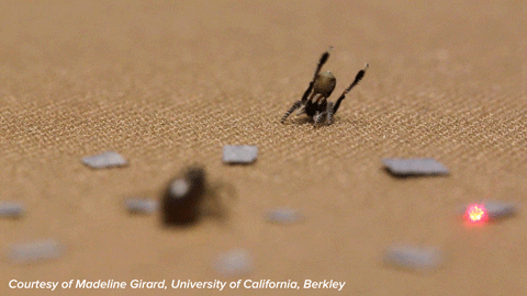 Dance Spider Gif By Science Friday Find Share On Giphy Dance Spider Gif By Science Friday Find Share On Giphy