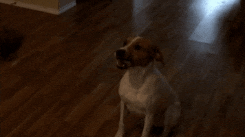 Dog Can'T Catch GIF by Zombie Response Team