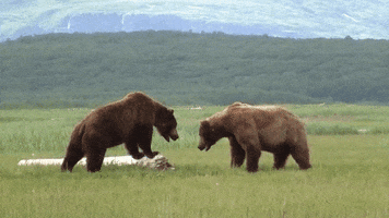 Bear Battle GIFs - Get the best GIF on GIPHY