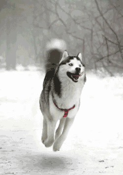 Tyenkrovy roflcopter moon moon GIF