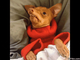 Video gif. Tucked in bed, a chihuahua with an overbite looks around, blinking sweetly.