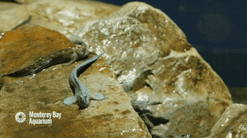 jumping leaping blenny GIF by Monterey Bay Aquarium