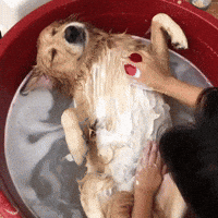 Wash Dog GIFs - Find & Share on GIPHY