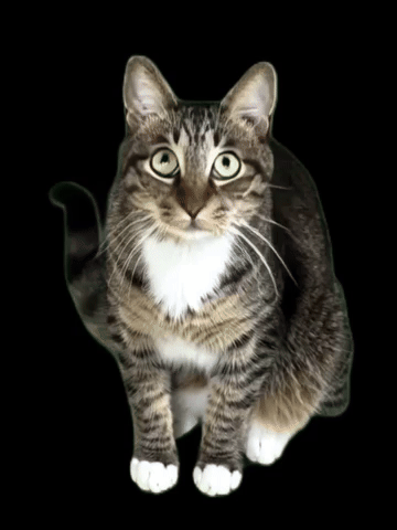 Cat Wow GIF