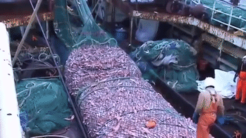 Fishing Overfishing GIF