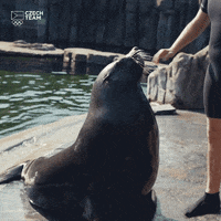 Seal No GIF by Český olympijský tým