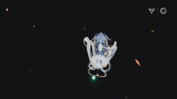 Scared Deep Sea GIF by Monterey Bay Aquarium