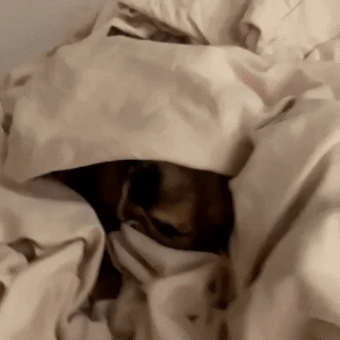 In Bed Dog GIF by NOSAM