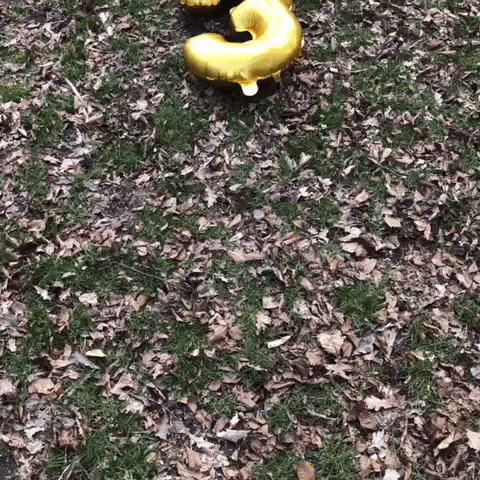 Bevrijdingsfestival Bpop18 GIF by Bevrijdingspop