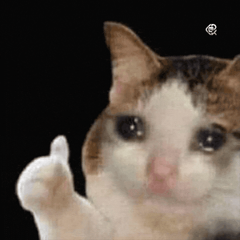 Cat Meme GIF