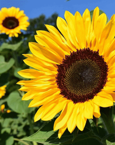 Bloemen GIF