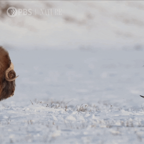 Pbs Nature Battle GIF by Nature on PBS