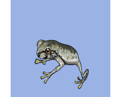 Animation Frog GIF
