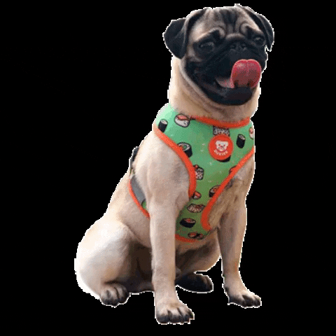 Dog Love GIF by Dukier