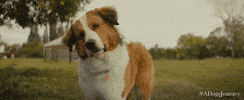 GIF by A Dog's Journey