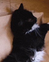 Tuxedo Cat GIF by Chris