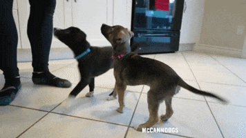 GIF by McCann Dogs