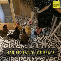 Chicken Coop Peace GIF by 60 Second Docs