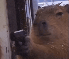 Capybara Capivara GIF