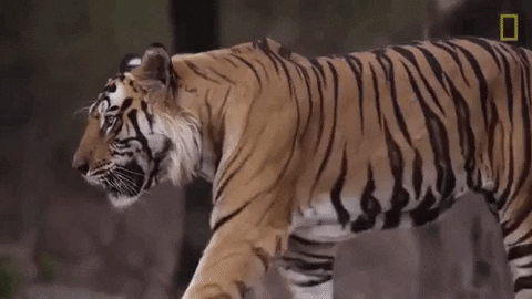 animated walking tiger gif
