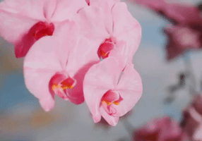 bloom GIF by Troye Sivan