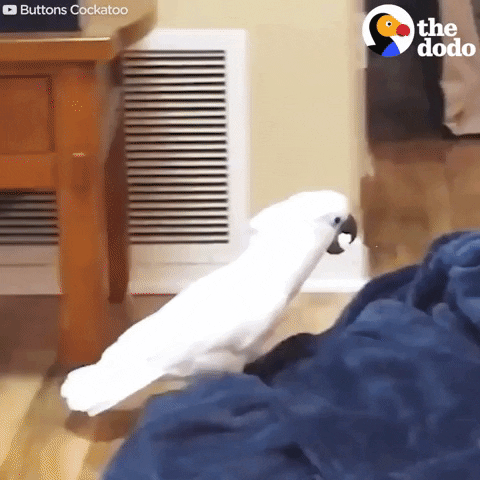 bird what the fluff GIF by The Dodo