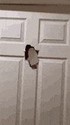 GIF