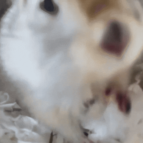 Gurt GIF