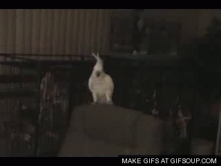 cockatoo