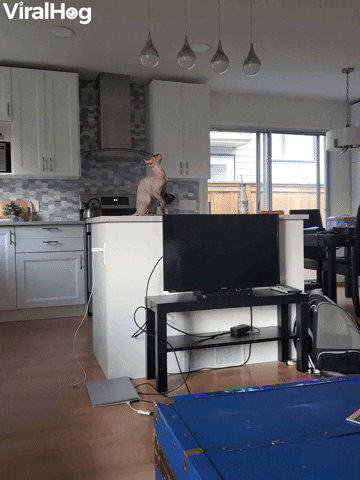 Curious Cat Causes Tv Crash GIF by ViralHog