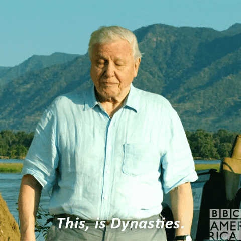 sir david attenborough lions GIF by BBC America