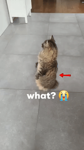 What GIF