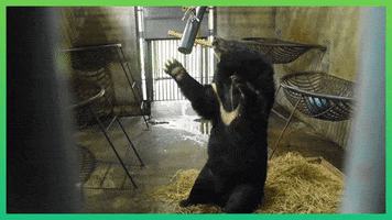 Moon Bear Physiotherapy GIF by Animals Asia