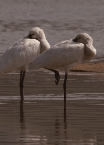 Spoonbill GIFs - Get the best GIF on GIPHY