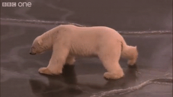 thin polar bear GIF