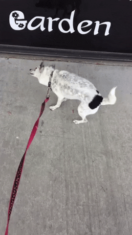 The Churchill Foundation GIF