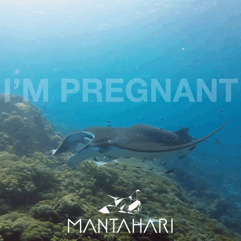 Im Pregnant Nusa Penida GIF by Mantahari Ocean Care