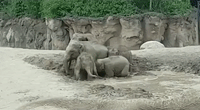 Elephants at Dublin Zoo Get Ready to Beat the Heat With a Pool Party