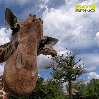 Zoo Brno GIF - Find & Share on GIPHY