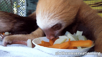 Eating GIF