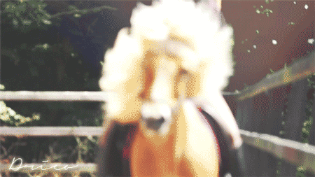 horse
